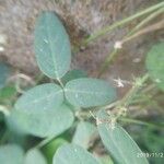 Desmodium intortum Leaf