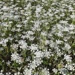 Daucus muricatus Fula