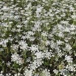 Daucus muricatus Λουλούδι