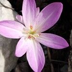 Colchicum lusitanum 花