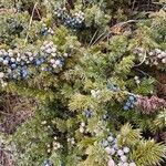 Juniperus communis Bark