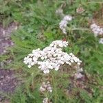 Achillea millefoliumKvět