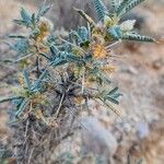 Astragalus piptocephalus Natur