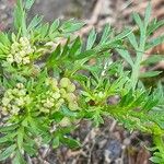 Lepidium didymum 果実