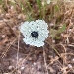 Artedia squamataFlower