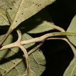 Callicarpa acuminata List