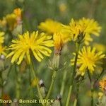 Crepis biennis Flower