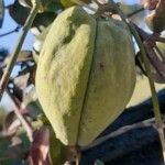 Araujia sericifera Frukt