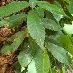 Quercus aliena Blad