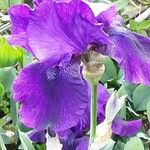 Iris pumila Žiedas