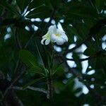Plumeria obtusa 花