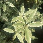 Pittosporum tenuifolium Leaf