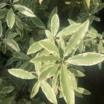 Pittosporum tenuifolium List