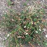 Eriogonum parvifolium Hábito