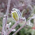 Ligustrum vulgare पत्ता