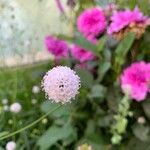 Succisella inflexa 花