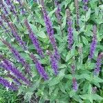 Salvia nemorosa Flower