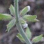 Salvia aegyptiaca Λουλούδι