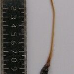 Lepidagathis cuspidata Otro