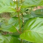 Nauclea latifolia Folio