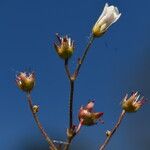 Saxifraga carpetana फूल