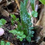 Deparia petersenii Leaf