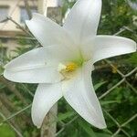 Lilium longiflorum Květ
