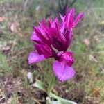 Anacamptis papilionacea Цвят