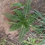 Cynara humilis Hoja
