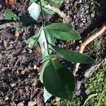 Ruscus hypophyllum Leaf