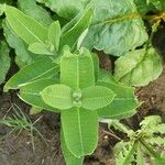 Asclepias purpurascens Leaf