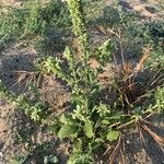 Stachys maritima Leaf