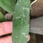 Rhipidoglossum rutilum Leaf