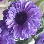 Anemone coronaria Kvet
