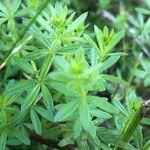 Galium album Blad