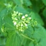 Ageratina altissima Çiçek