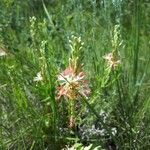 Oenothera suffrutescens Flor