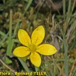 Saxifraga hirculus Lapas