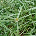 Cyperus aromaticus Floro