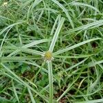 Cyperus aromaticus Цветок