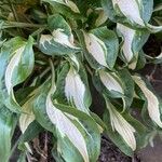 Hosta sieboldii Folla