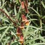 Digitalis obscura Leaf