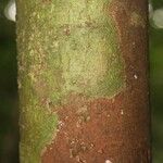 Pouteria reticulata Corteza