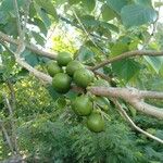 Gmelina arborea Fruit