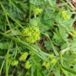 Alchemilla xanthochloraFlor