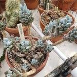 Pachyphytum hookeri Celota