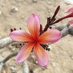 Plumeria rubraফুল