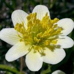 Caltha leptosepala Цветок