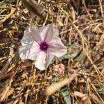 Ipomoea mombassana Flower