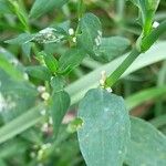 Polygonum aviculare Feuille